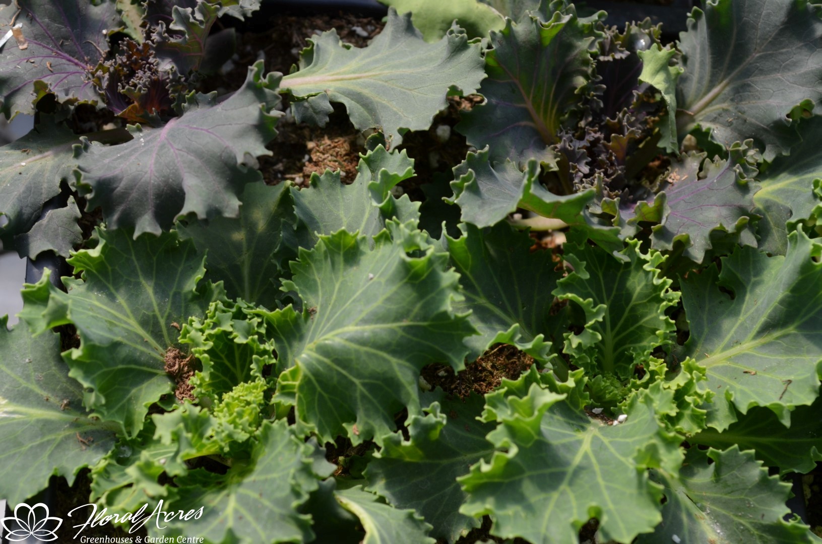 KALE FLOWERING Nagoya Mix Floral Acres