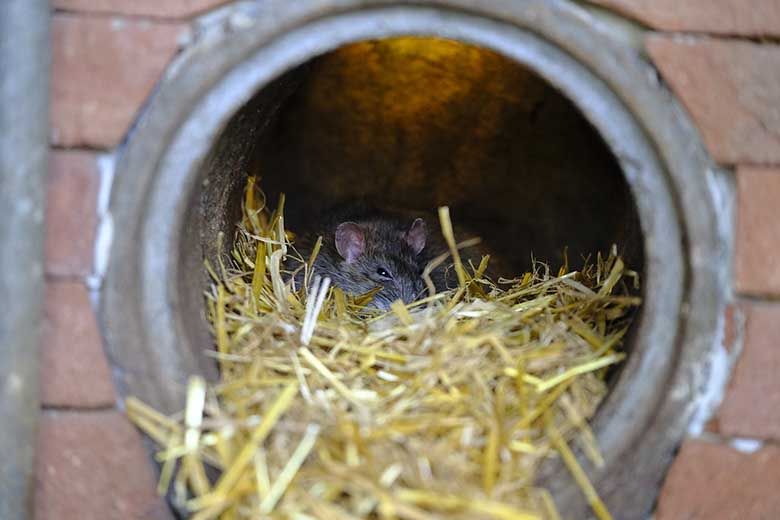 Brisbane's best pest inspectors find pest evidence