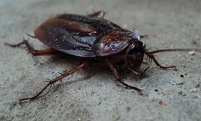 Brisbane pest control begins with an inspection