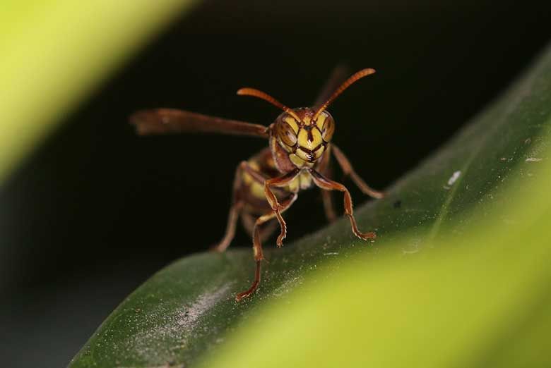 Pest inspections Gold Coast residents depend on