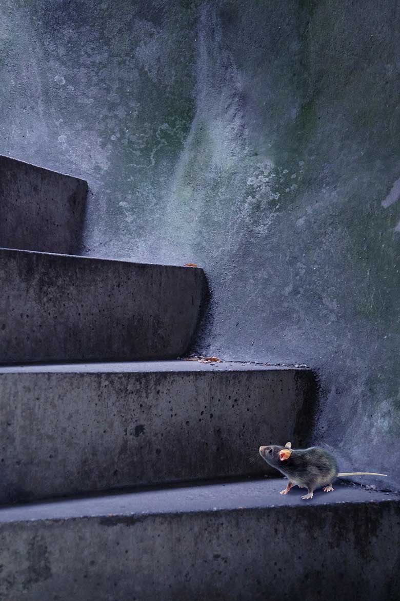 mouse on stairs