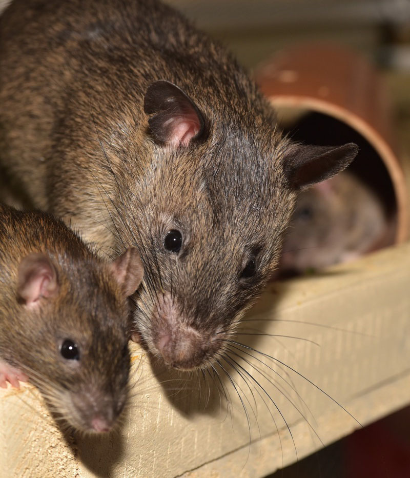mice rodent control