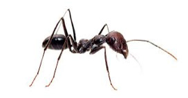 black house ant