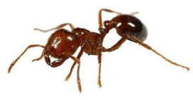 coastal brown ant