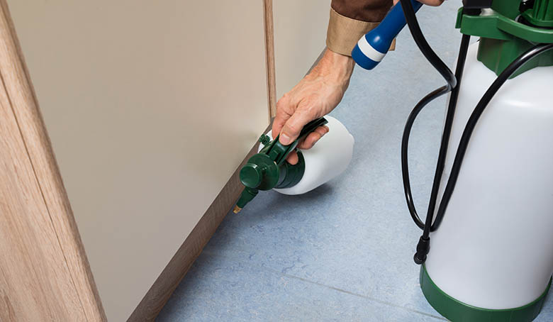 pest control in Gold Coast