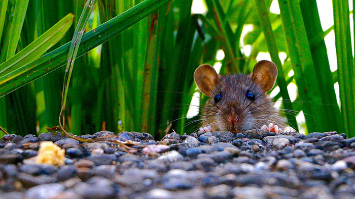 Pest inspections find Logan rat infestations