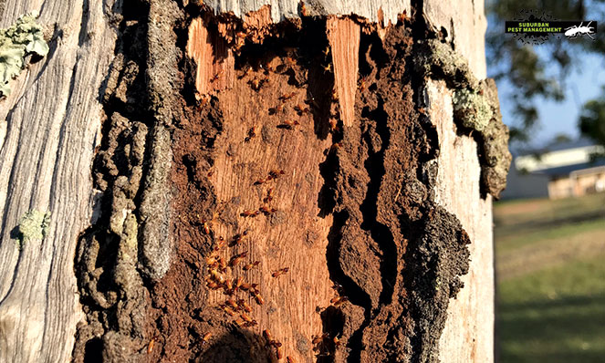 Pest inspections find termites in Logan homes