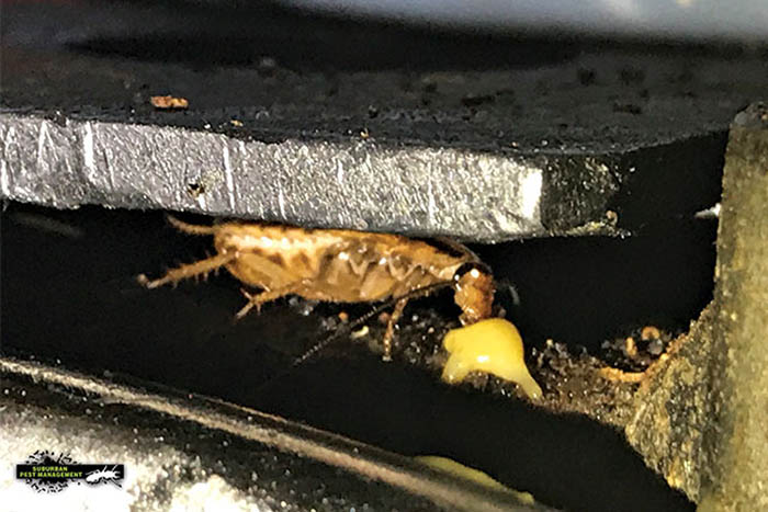 A daytime cockroach eats gel for a pest exterminator.