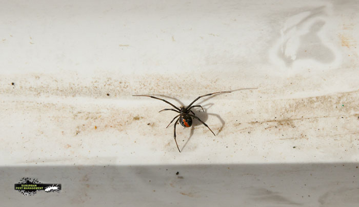 Redback spider discovered at the base of the skirting board during a pest inspection.