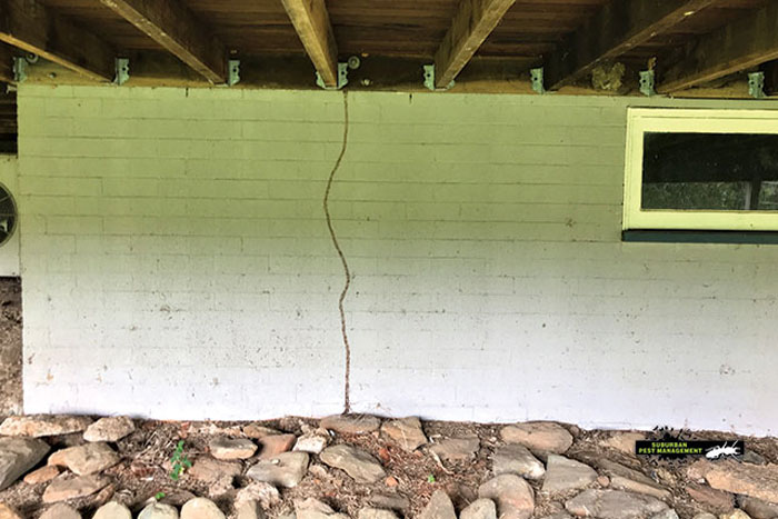 Nasutitermes Spp crawling up a wall into the wooden floor of a house can be more easily managed if owners budget for pest control costs.