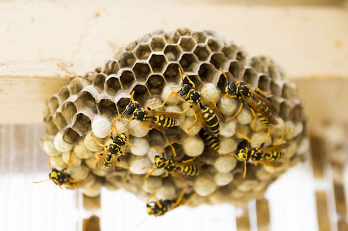 Wasp nest inside the home can become a big problem without pest control Elimbah
