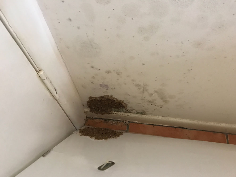 Limited area termite treatment costs are less