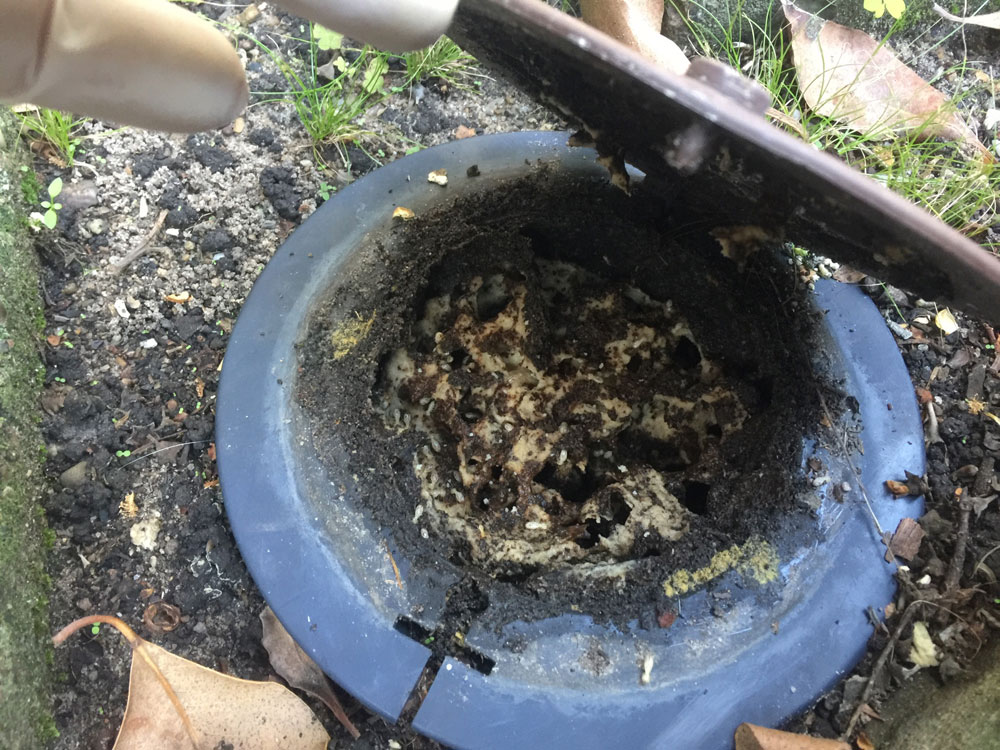 Whole-house termite bait treatment costs