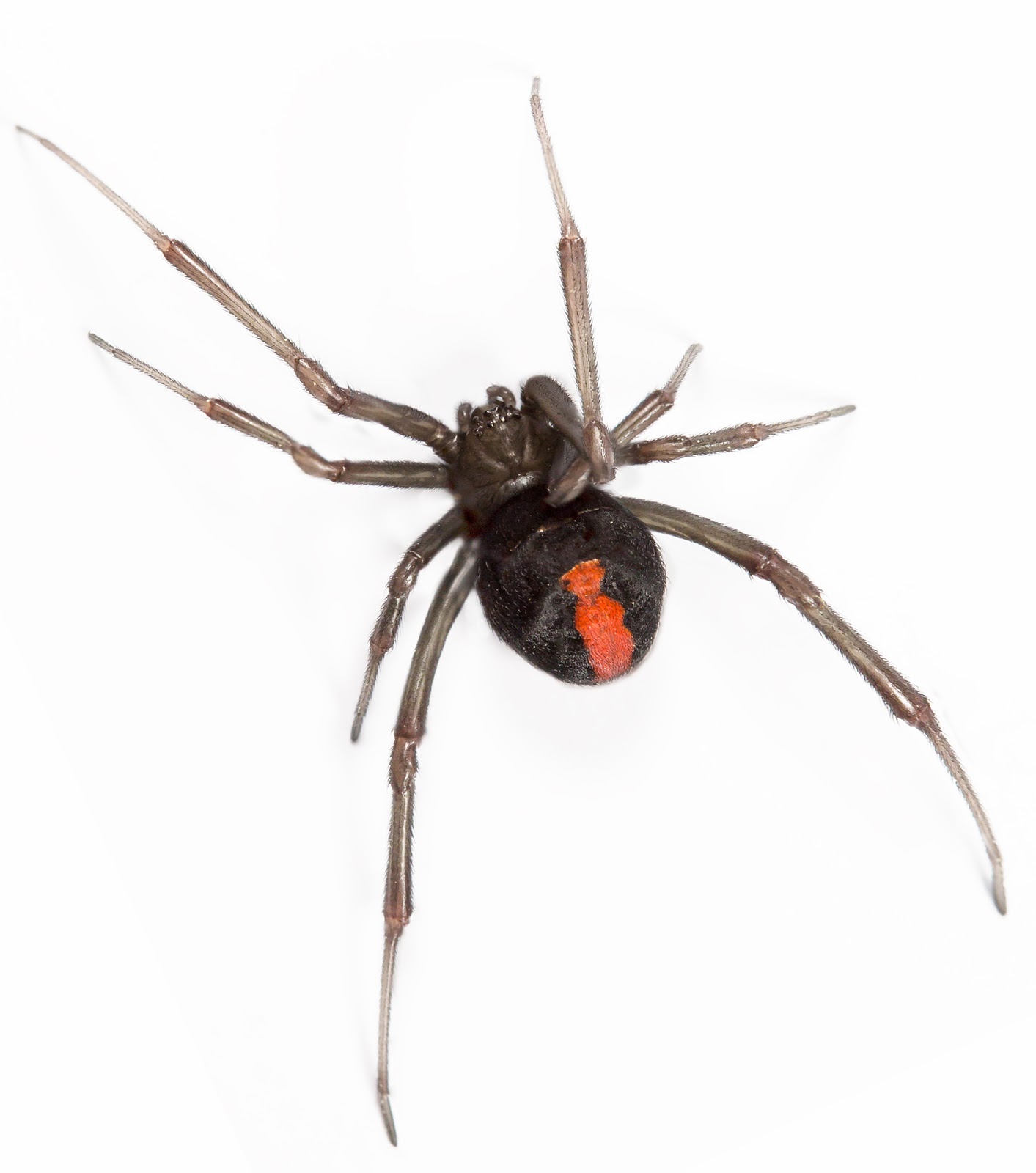 Bug control Sunnybank Hills includes control of spiders, like this venomous Redback Spider