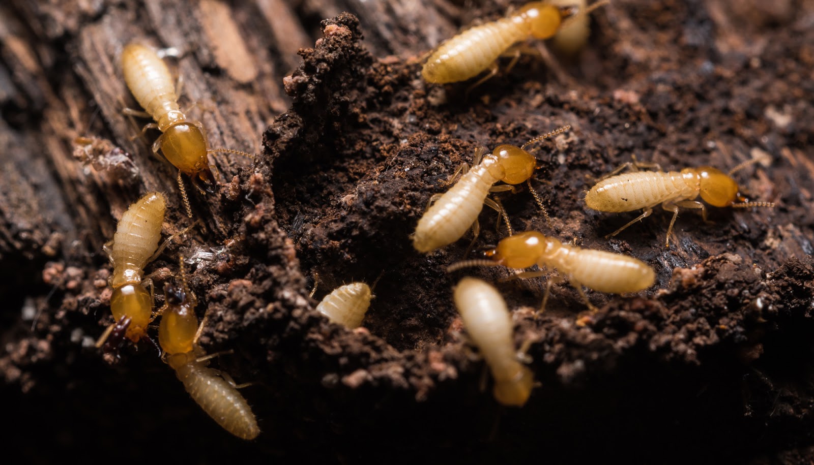 Pest inspections look for signs of pests like termites crawling on timber.