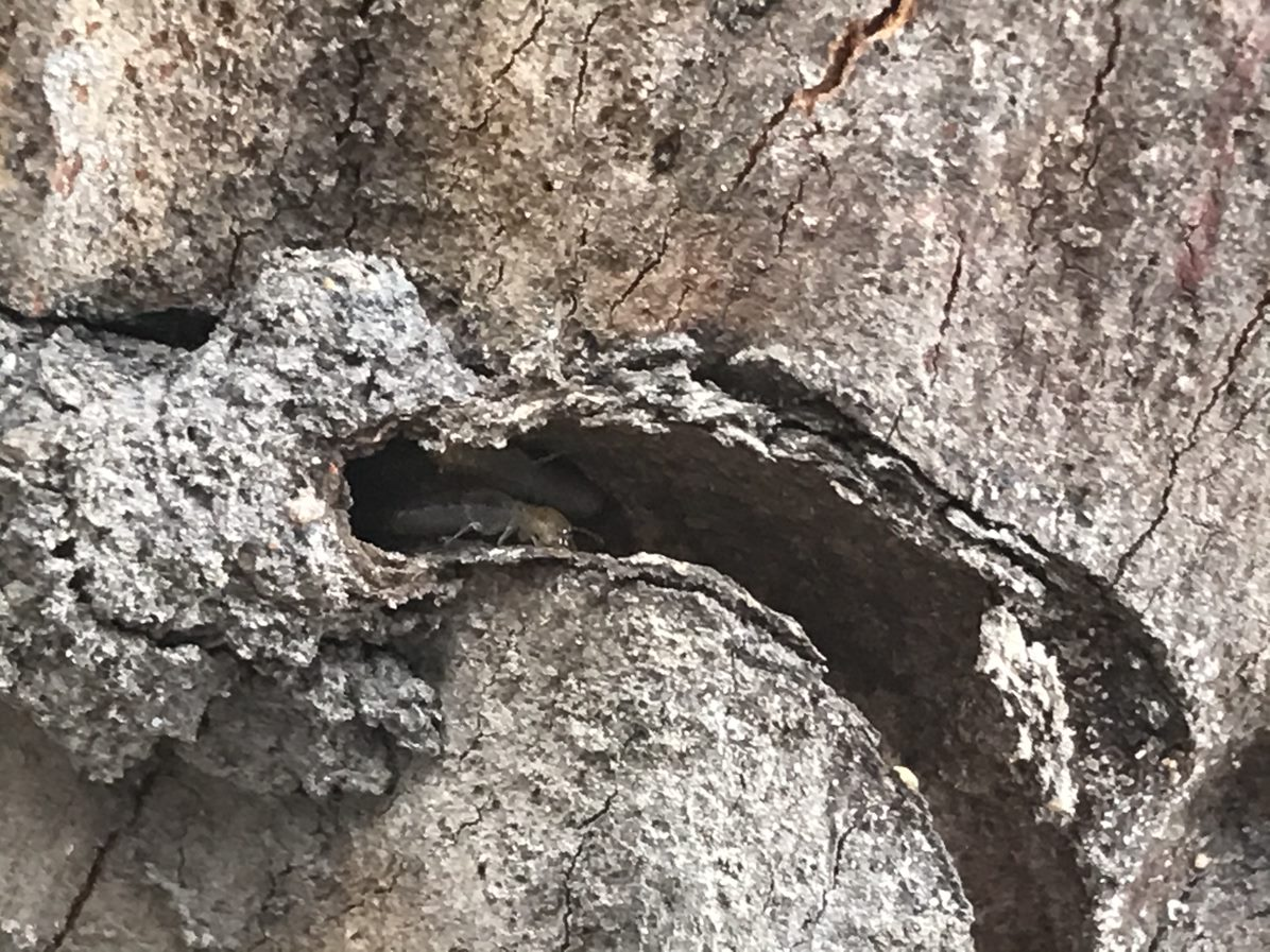 Pre-purchase pest inspections search inside and outside including trees for termites like those inside this tree stump