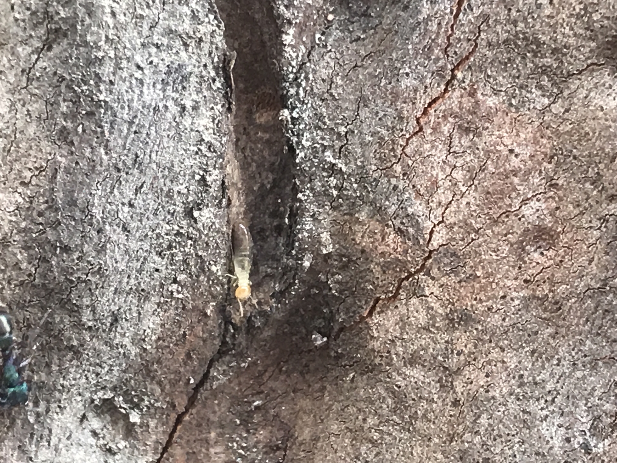 A nasute termite climbing in a crevice on a tree is a common discovery during pest control Narangba