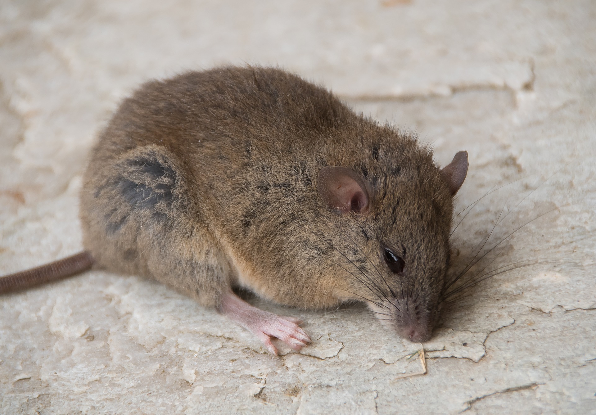 Rodent control considers protected species like this grassland melomys.