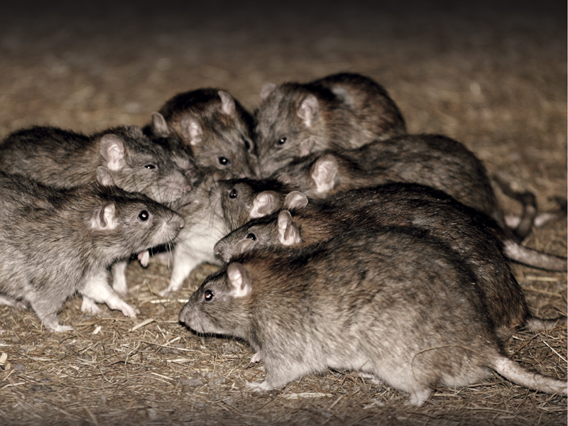 rodent control for Narangba residents