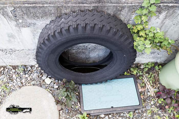 Building and pest inspections find used tyres that trap rainwater and risk becoming a mosquito breeding ground.