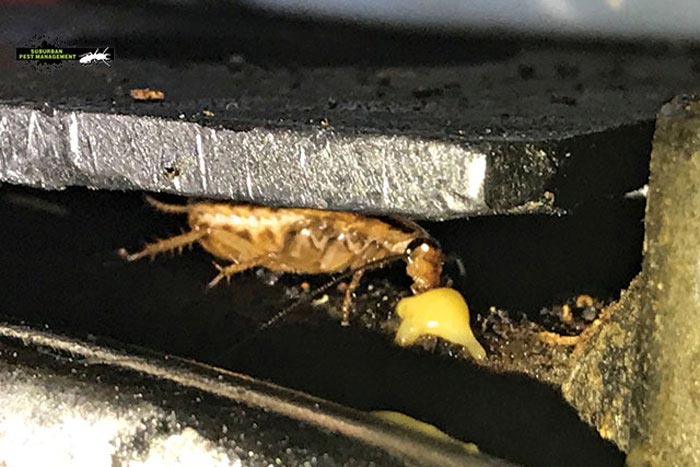 A daytime cockroach eats gel for a pest exterminator.