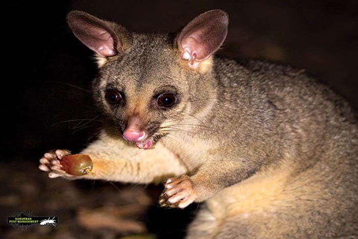 Pest controller Murrumba Downs can help with brushtail possums like this one eating a grape at night.