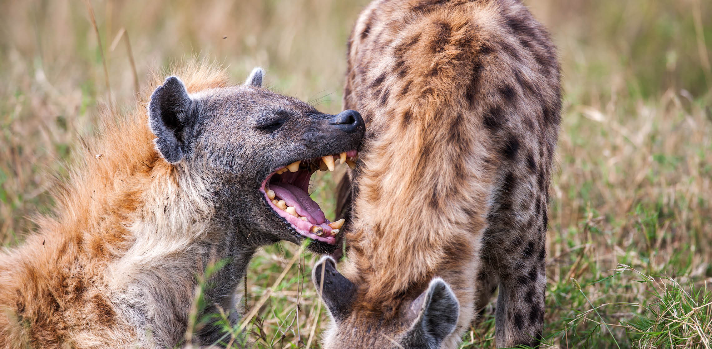 Oakland Zoo | Spotted Hyena
