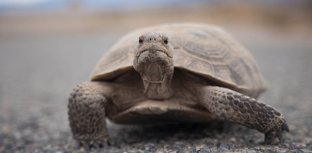 Oakland Zoo Desert Tortoise