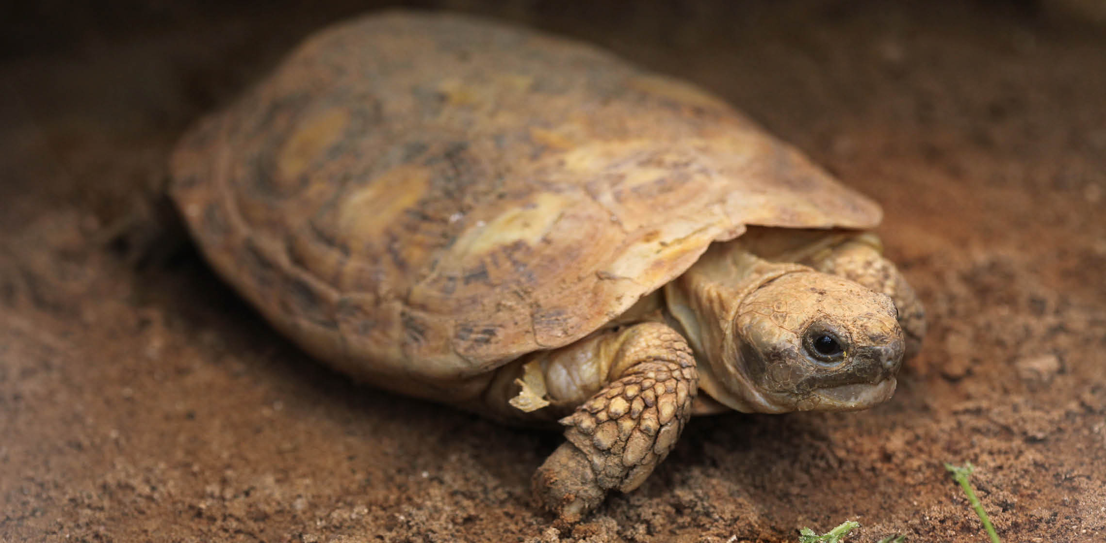 Oakland Zoo Pancake Tortoise