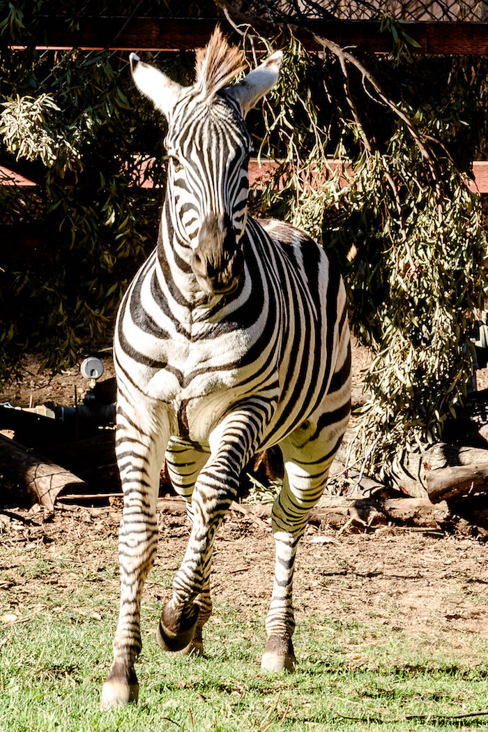 Oakland Zoo Acquires Zebras from Safari West Oakland Zoo