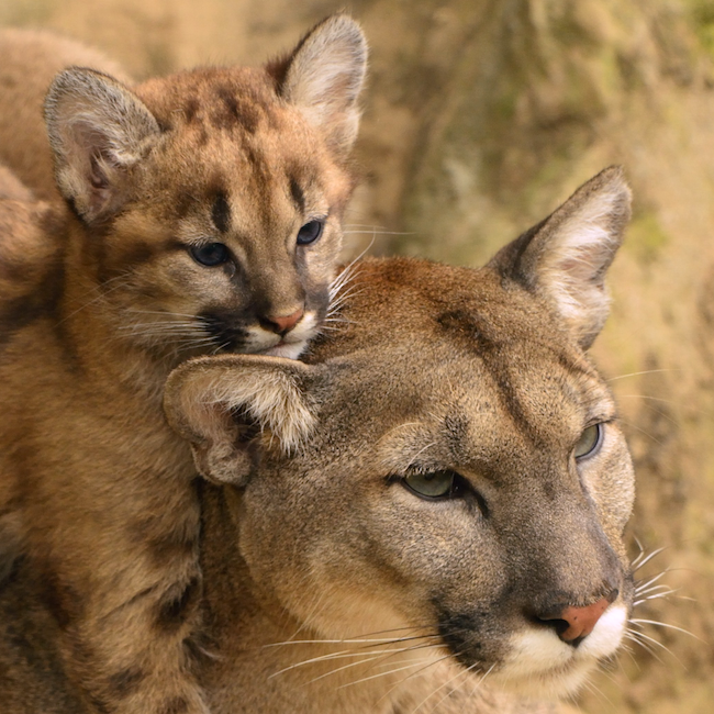 Action for Wildlife: Oakland Zoo Raises $126,000 for Conservation