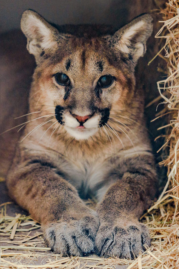 Orphaned Mountain Lion Cubs Taken in by Oakland Zoo Oakland Zoo