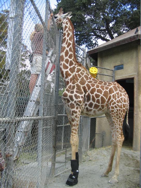 Oakland Zoo Mourns Loss of Beloved Tiki, Likely the Most WellKnown