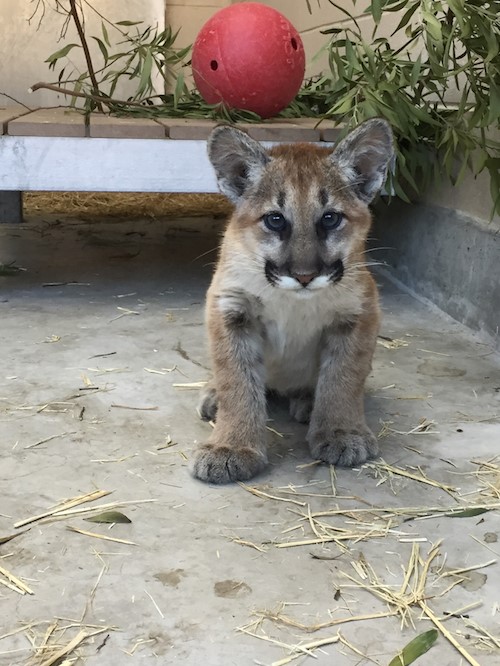 Two Newly Orphaned Mountain Lion Cubs Receiving TLC at Oakland Zoo