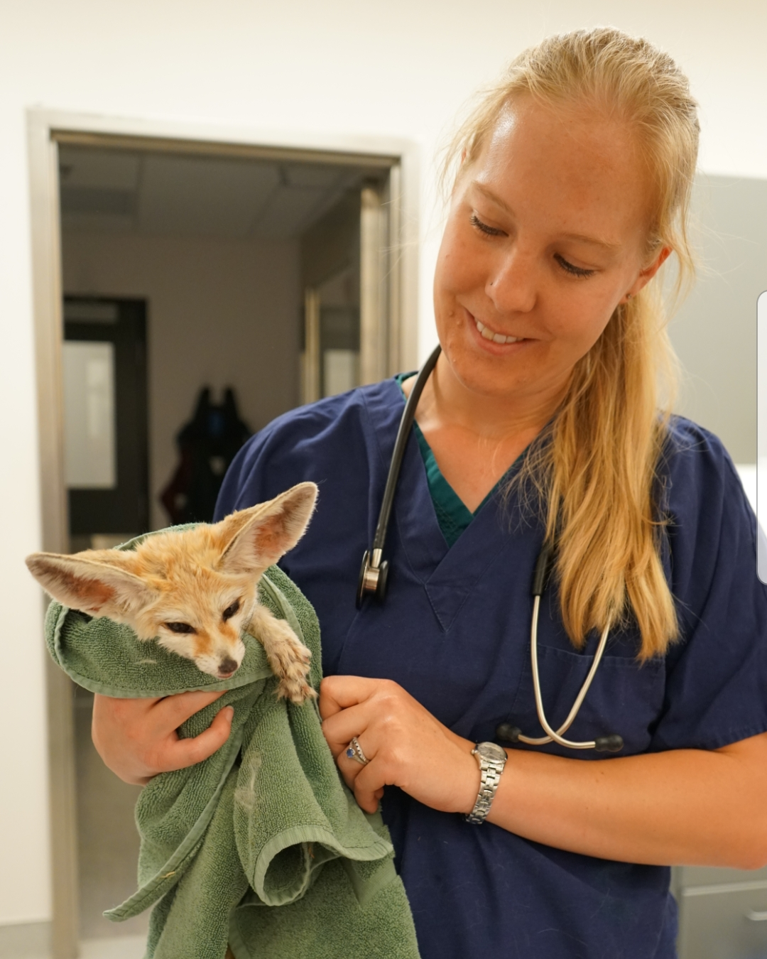 Fennec Fox Surrendered to Oakland Zoo by Exotic Pet Owner Oakland Zoo