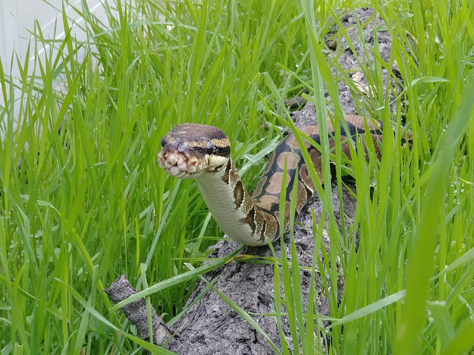 Oakland Zoo | Ball (Royal) Python