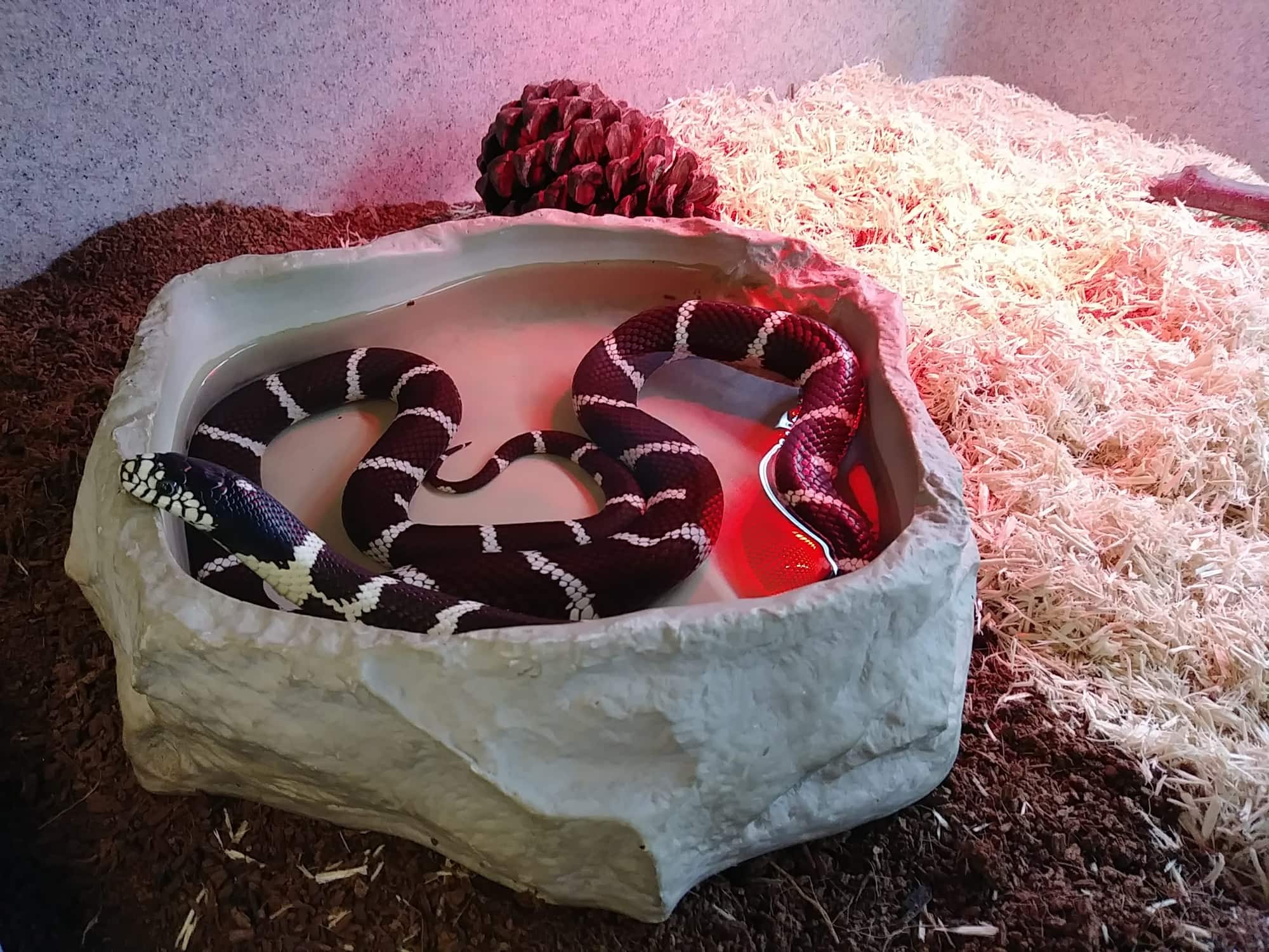 Illustration of King Snake Hatchling Feeding