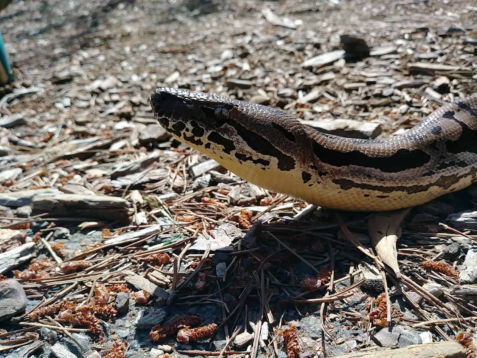 Oakland Zoo | Dumeril's Boa