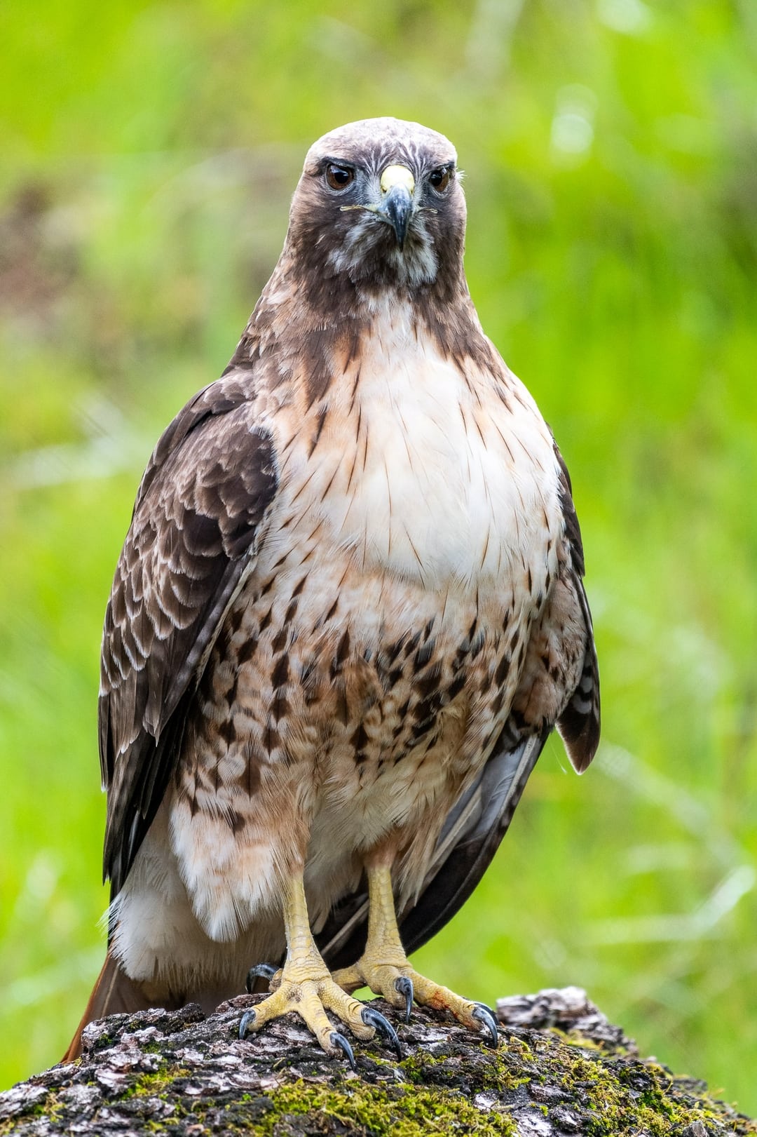 Oakland Zoo Red Tailed Hawk