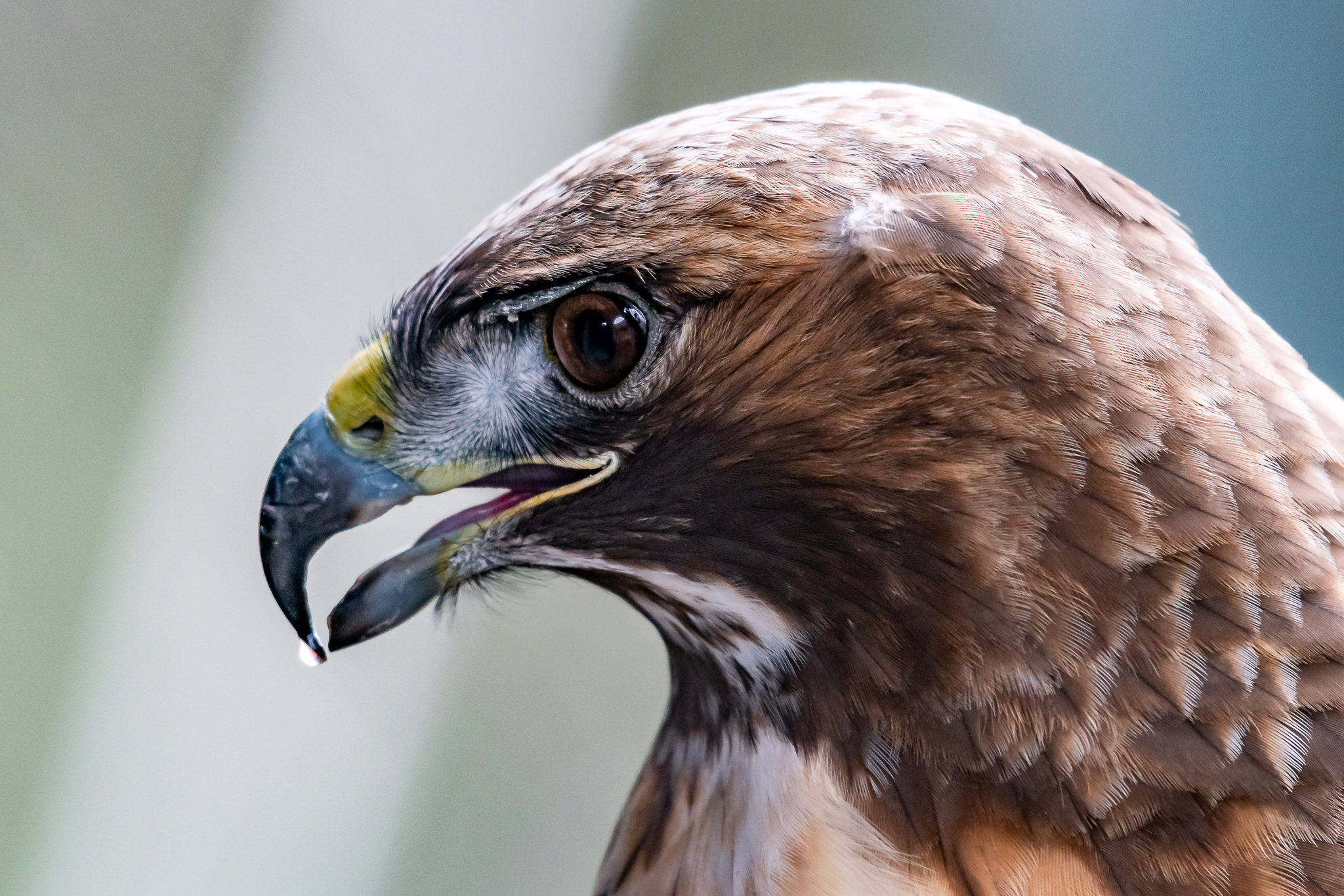 Featured image of post How Tall Is Hawks In Feet