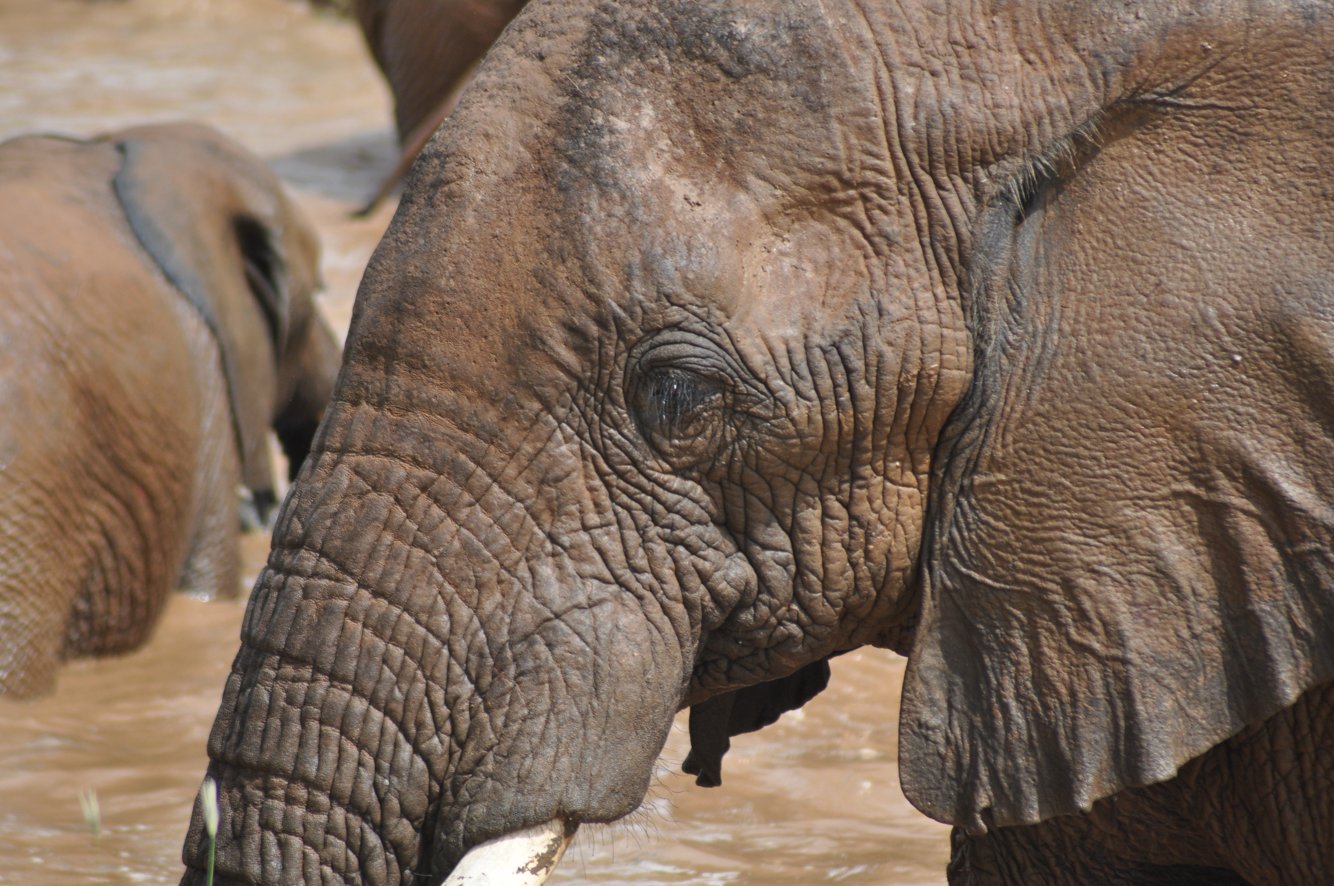 Celebrating Elephants Oakland Zoo and Amboseli