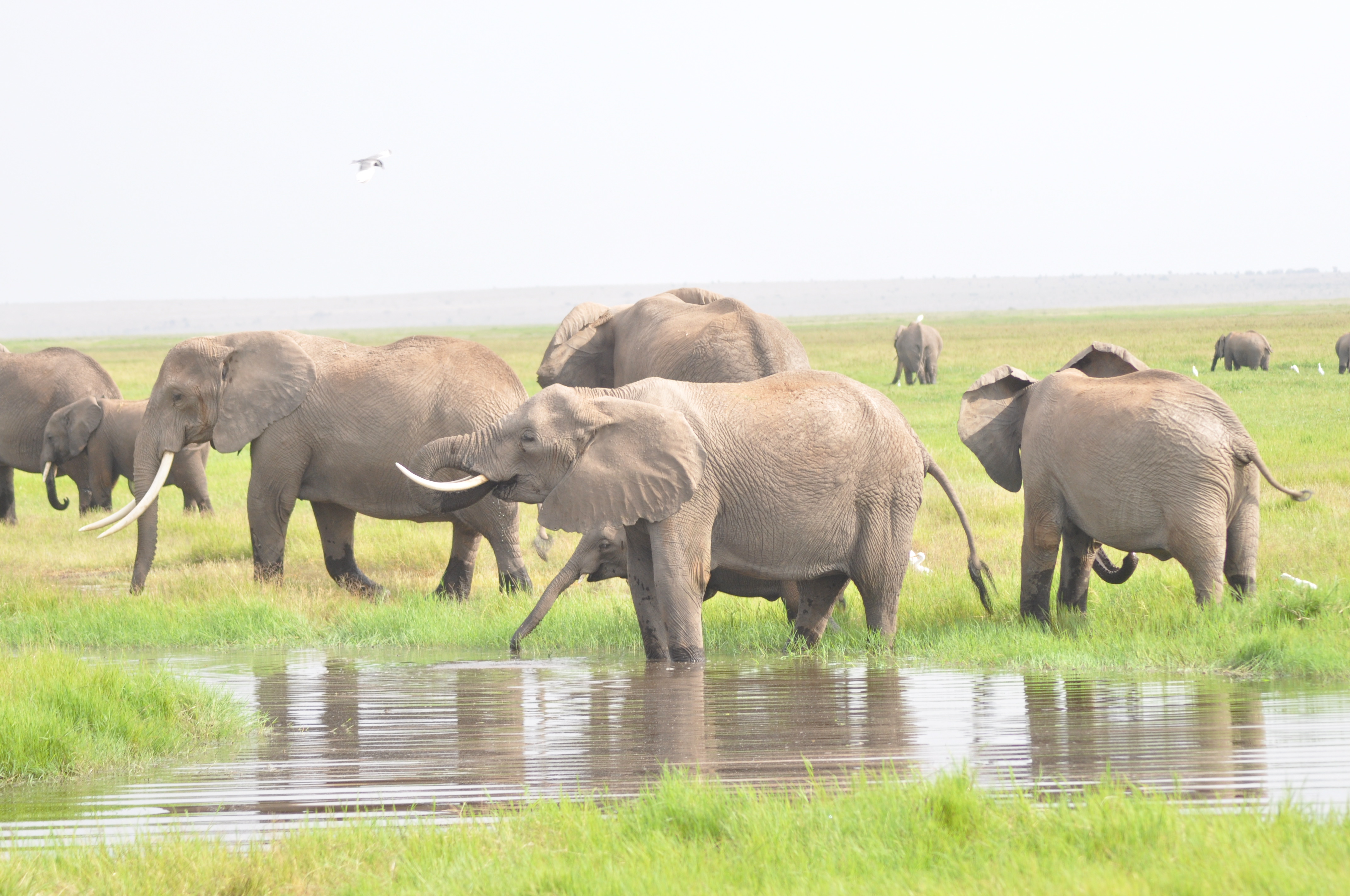 Celebrating Elephants Oakland Zoo and Amboseli