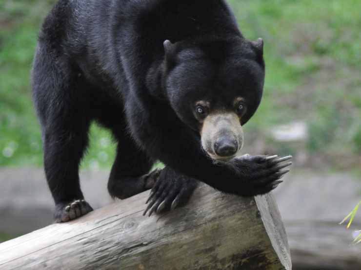 Conservation Sun Bears