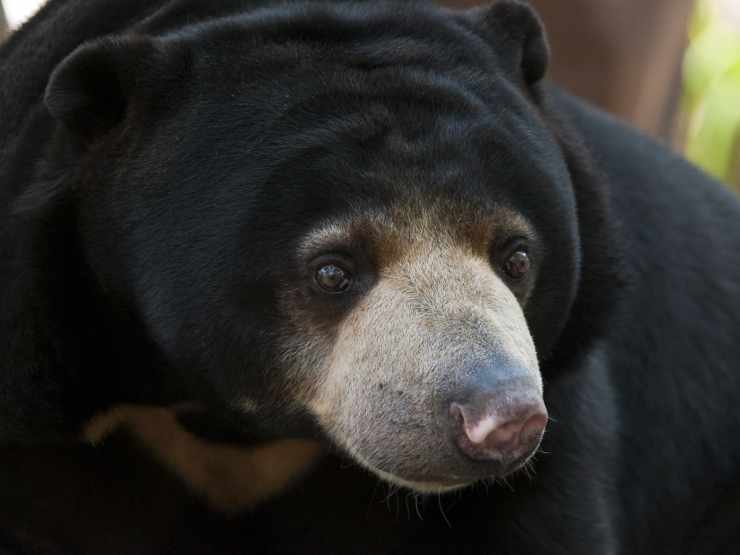 Conservation Sun Bears