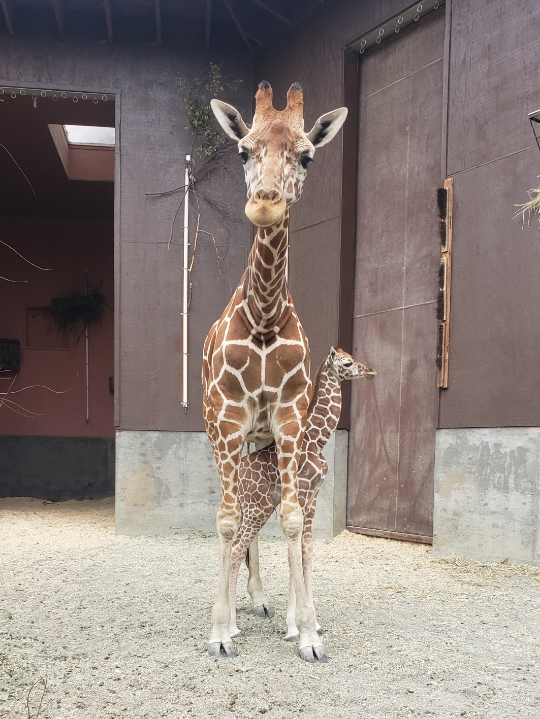 Oakland Zoo Giraffe Herd New Baby Kendi Oakland Zoo