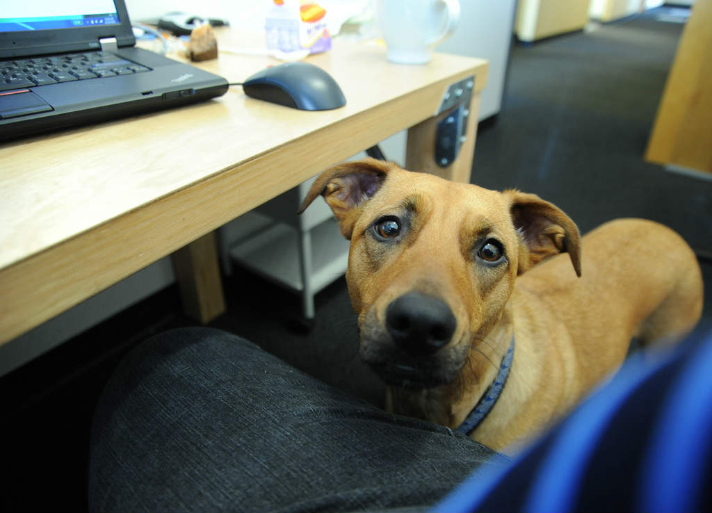 dog at work