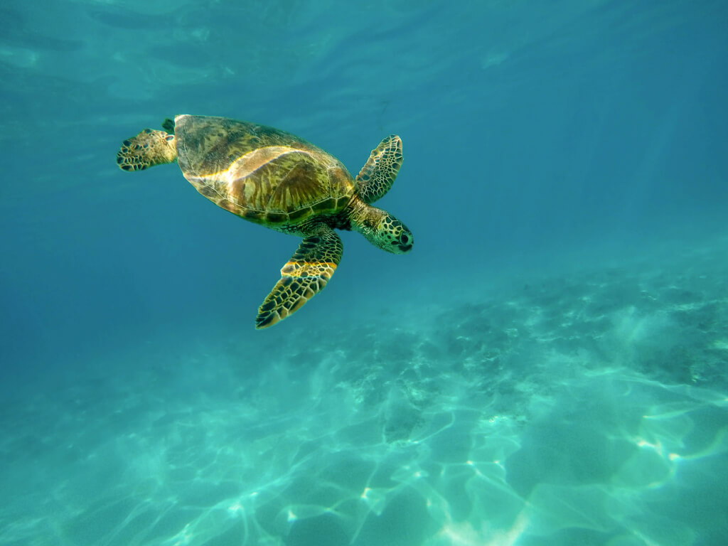 Woman in swimsuit on a swing in tropical location.