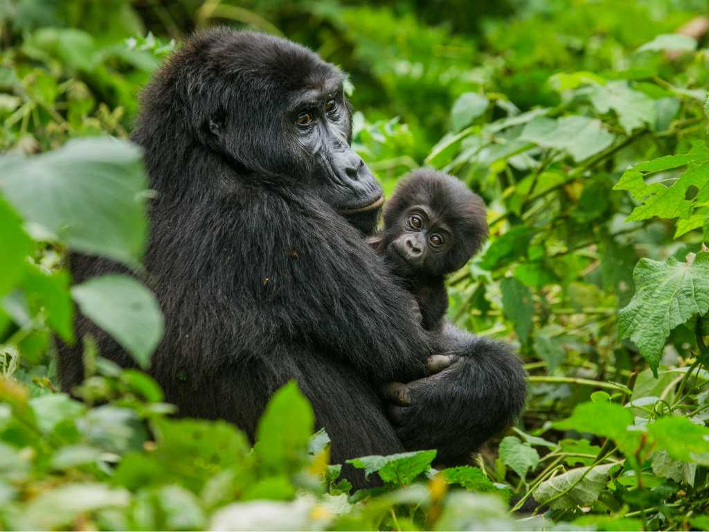 mountain gorillas in Rwanda