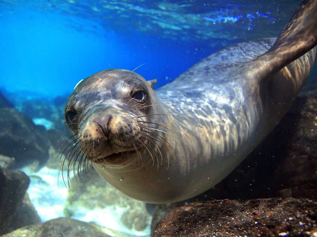 Galapagos seal