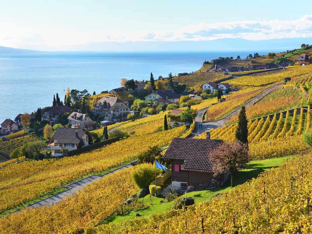 Lavaux vineyards in autumn